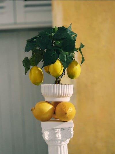 Dekorativna biljka - limunovo drvo