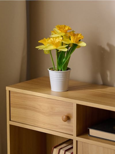 Dekoratiivne taim potis