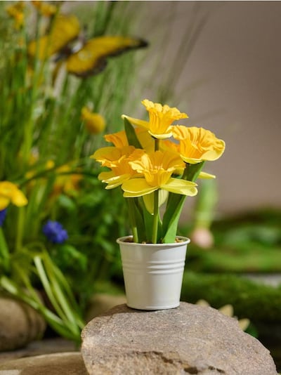 Декоративно растение в саксия