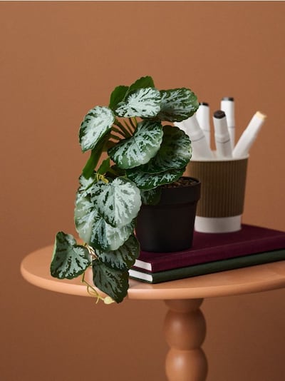 Dekorativna rastlina v lončku