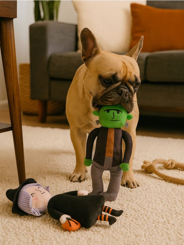 Sinsay - Hračky pre psa s halloweenským motívom 2 pack - viacfarebná