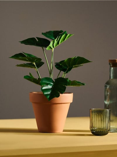 Pianta decorativa in vaso