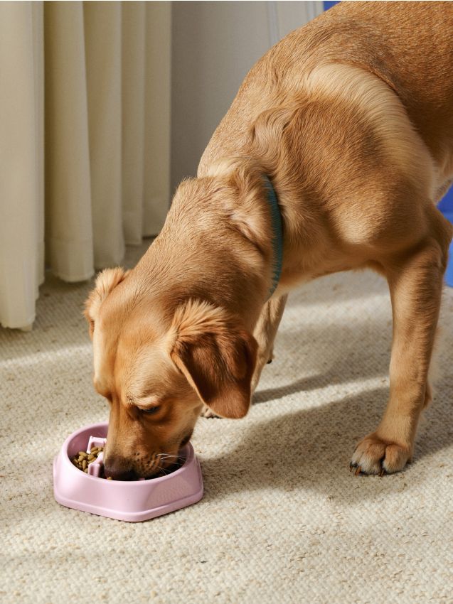 Sinsay - Bol pentru animale de companie - roz-pastel