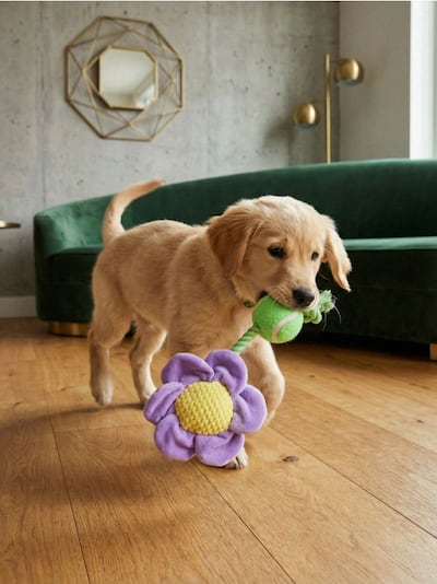 Παιχνίδι για σκύλο με σφυρίχτρα