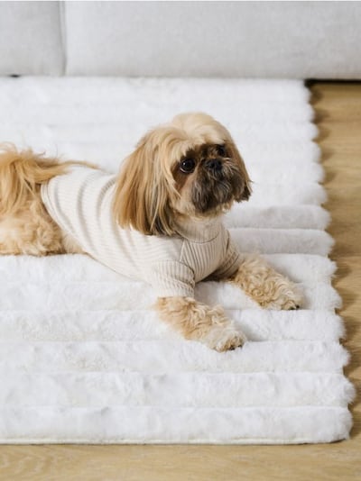 Στολή σκύλου