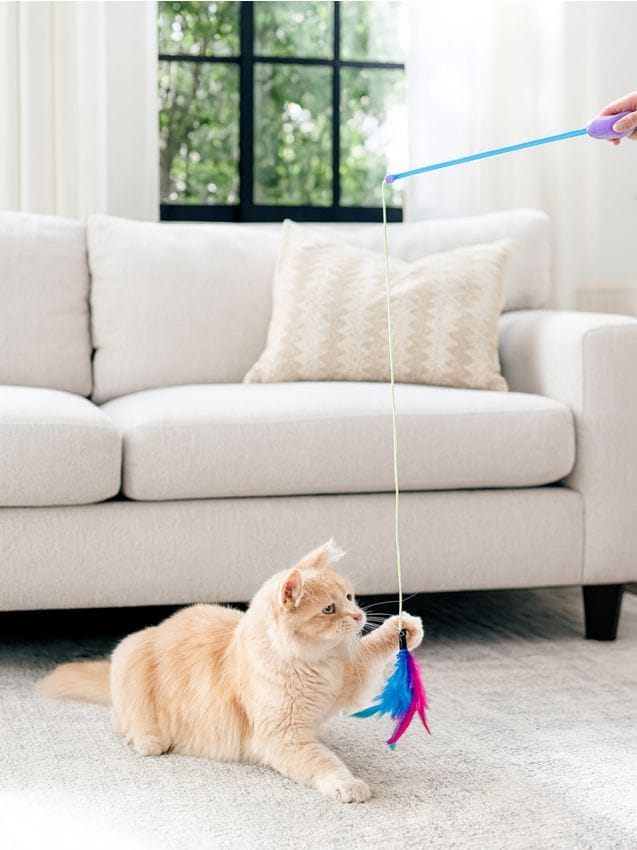 Sinsay - Hračka pre mačku - viacfarebná