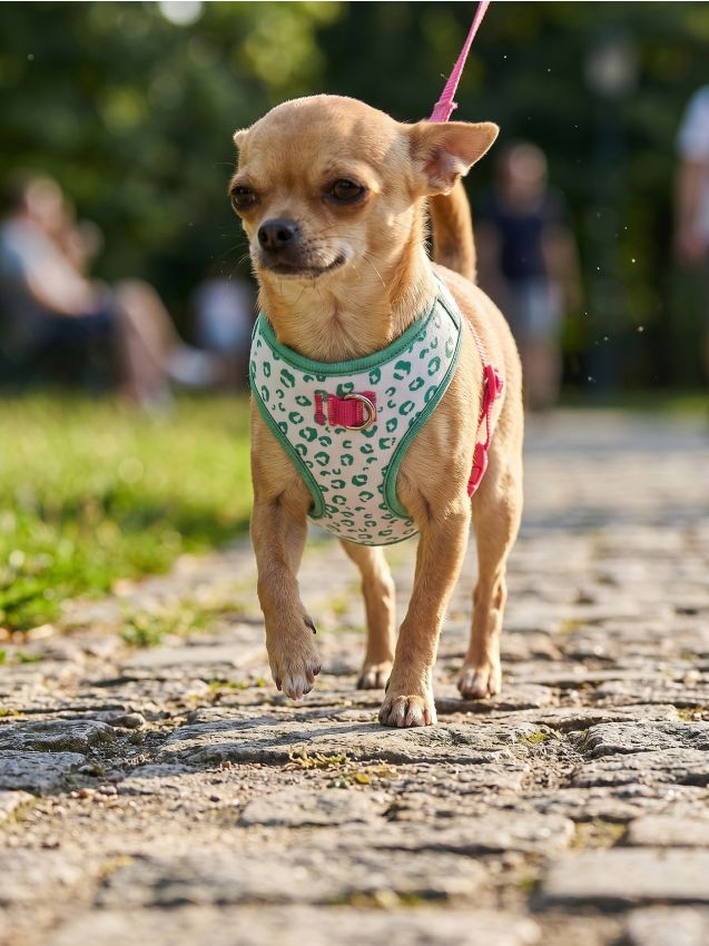 Sinsay - Ham pentru câine cu model de animale - alb