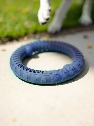 Närimislelu koerale