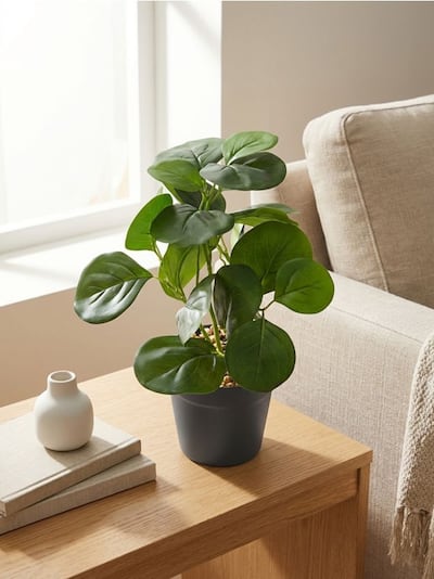 Kunstlik dekoratiivtaim potis ümarate lehtedega